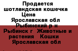 Продается шотландская кошечка! › Цена ­ 5 000 - Ярославская обл., Рыбинский р-н, Рыбинск г. Животные и растения » Кошки   . Ярославская обл.